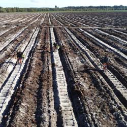 Plantao florestal